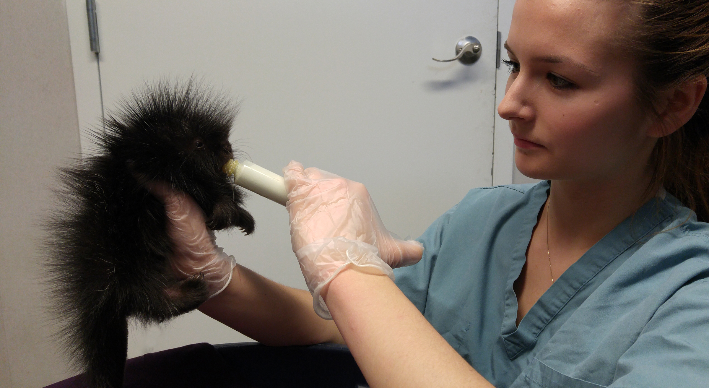 Photo of a wildlife caretaker with a baby porcupine.
